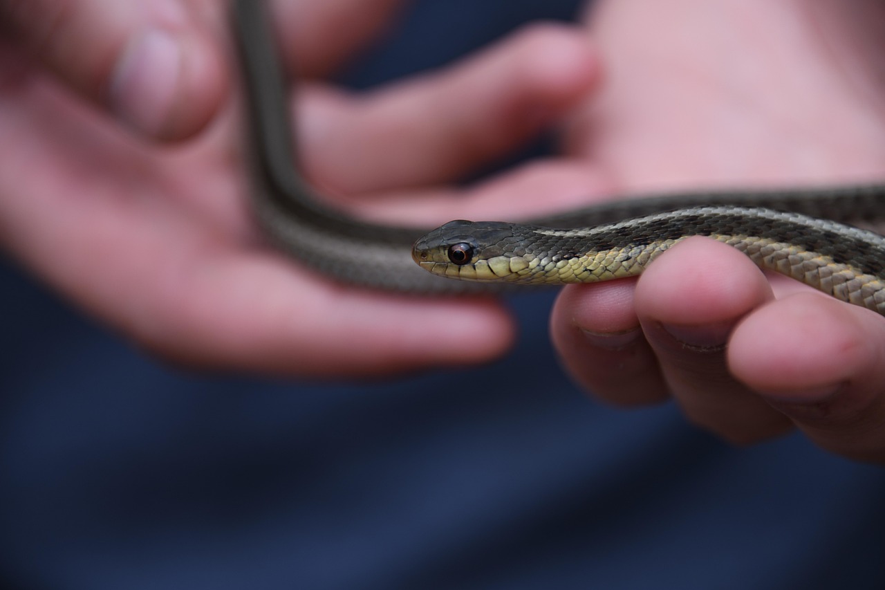 Serpente avvistato nel giardino, sorprendente scoperta di fauna selvatica.