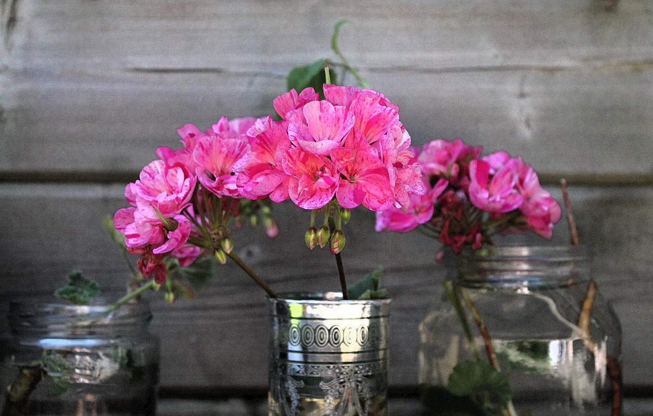 Gerani parigini e zonali in un balcone fiorito, con colori vivaci e foglie rigogliose.