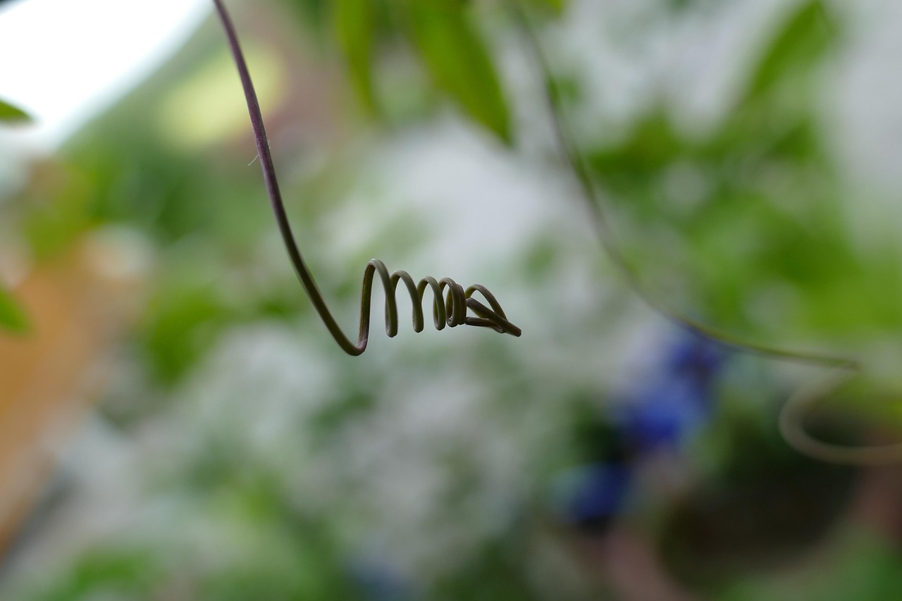 Glicine giovane senza fiori, cresciuto da seme, richiede fino a 10 anni per fiorire.