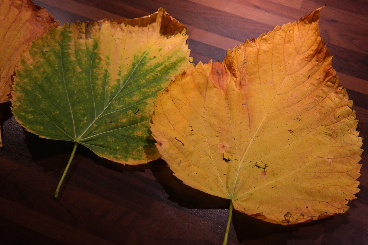 Foglie gialle su un albero, simbolo di stress vegetale e cambiamenti climatici.