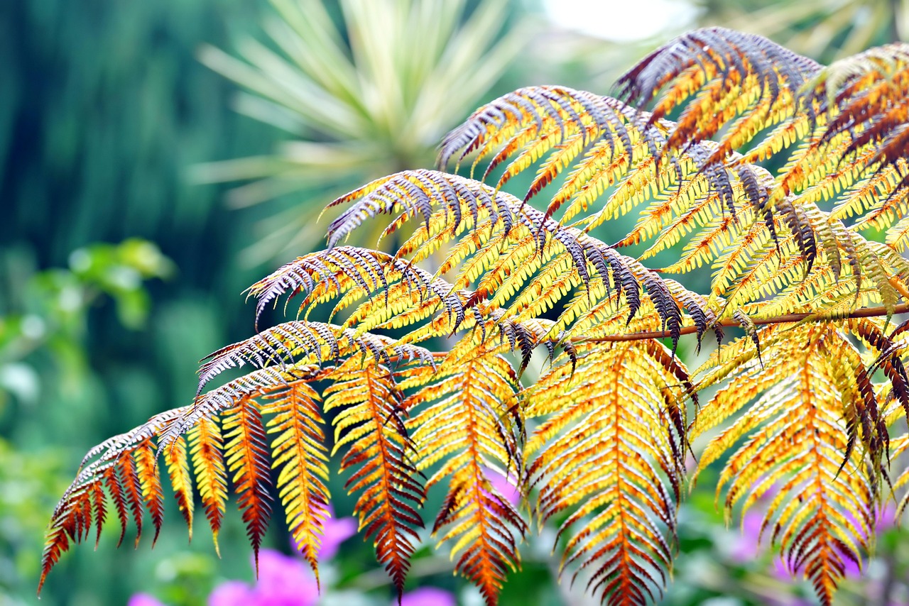 Foglia di Cycas con ingiallimenti a macchie, segnale di carenza di manganese.