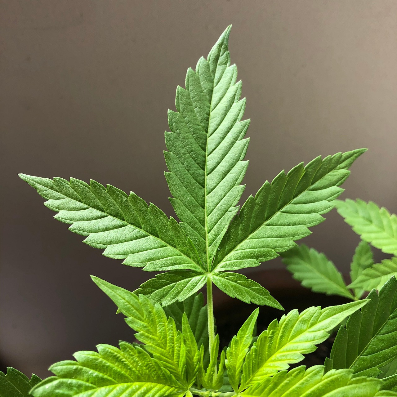 Foglie pallide di una pianta che evidenziano carenze nutrizionali e necessità di cure.