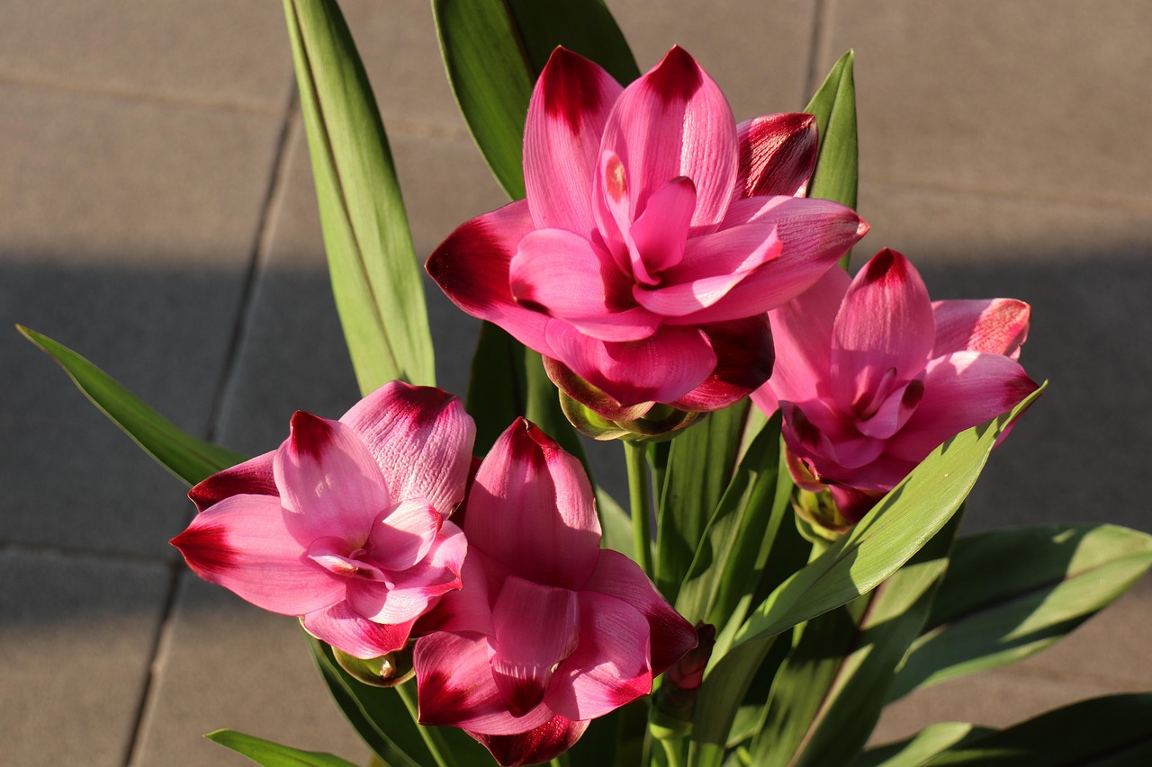 Fiori di curcuma in vaso, colorati e rigogliosi, che sbocciano e durano a lungo.