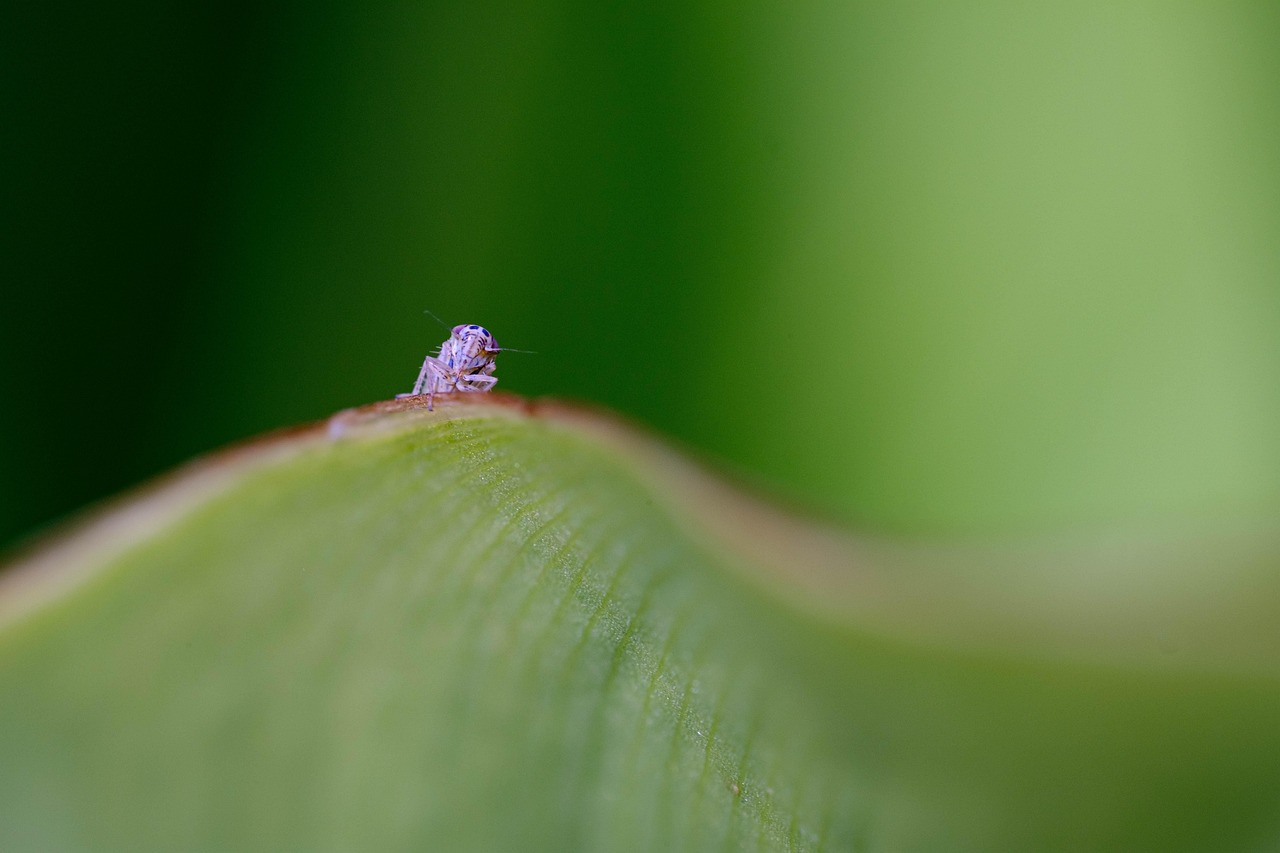 Cocciniglia su pianta, rimedi naturali per eliminarla con due ingredienti.