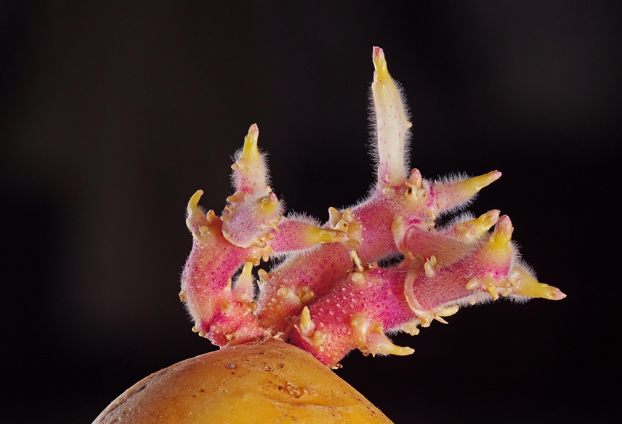 Rose nude in giardino con patate piantate vicino alle radici per proteggerle dal freddo.