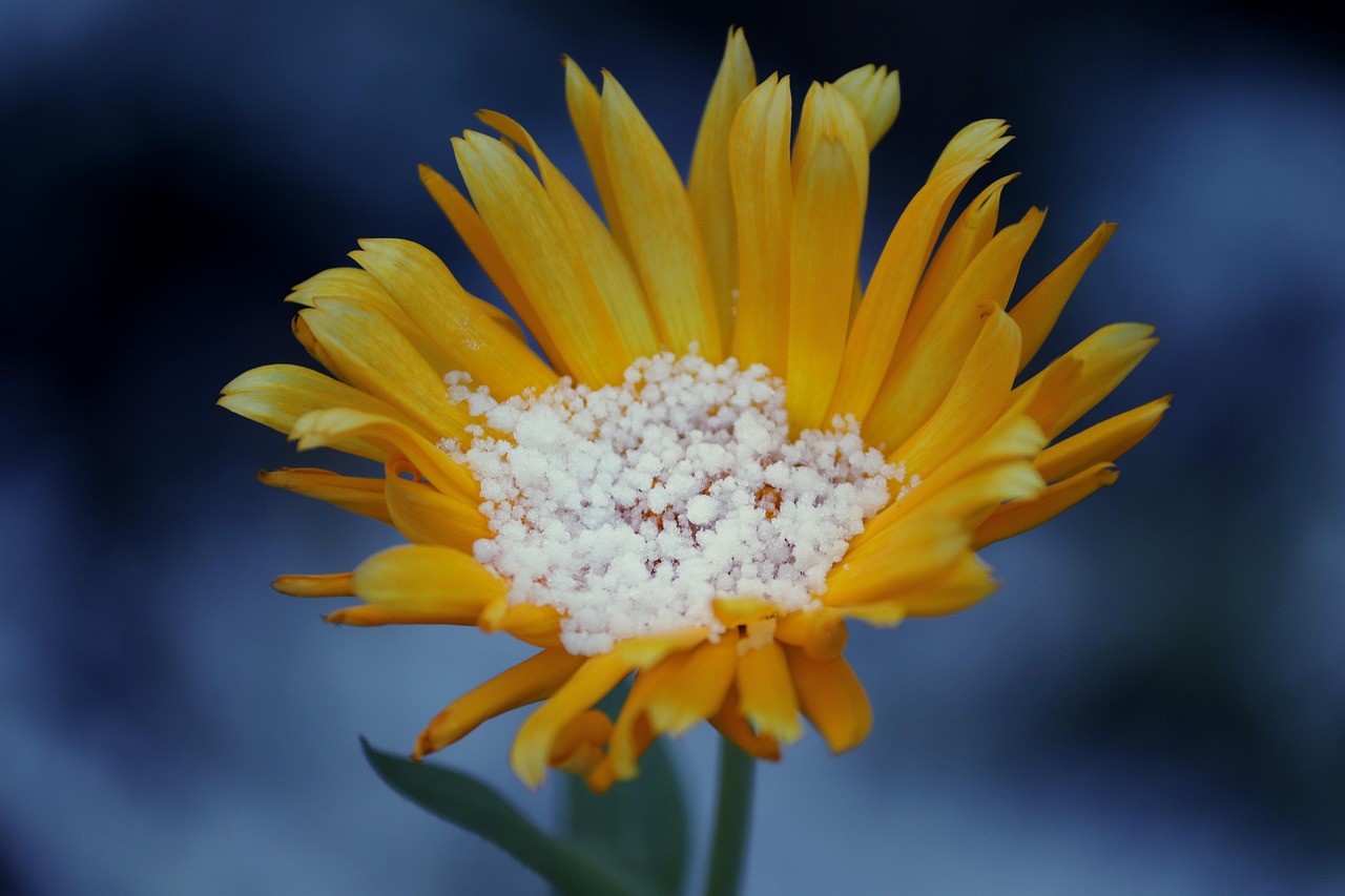 Piantina verde con foglie rigogliose, simbolo di salute grazie all'uso dell'aspirina per rinforzare le difese.