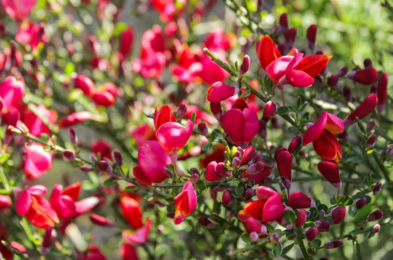 Arbusto fiorito che abbellisce il giardino con colori vivaci durante tutte le stagioni.