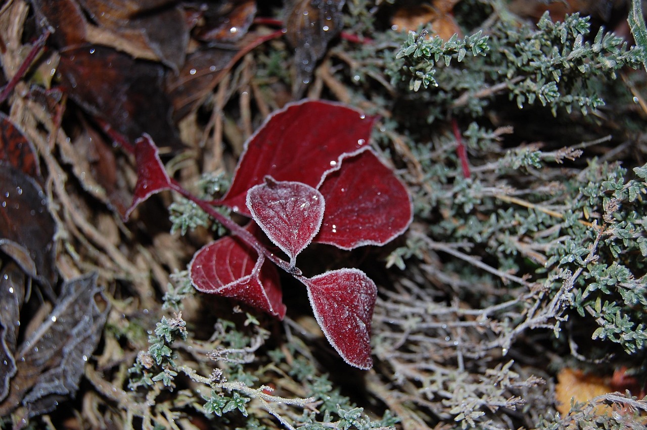Foglie opache con tonalità verdi, evidenziando segni di mancanza di luce e nutrimento.