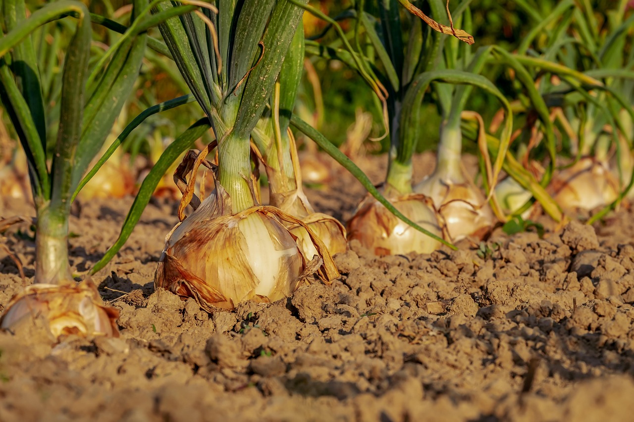 Cipolle appena piantate in un orto, circondate da terreno fertile e verde.