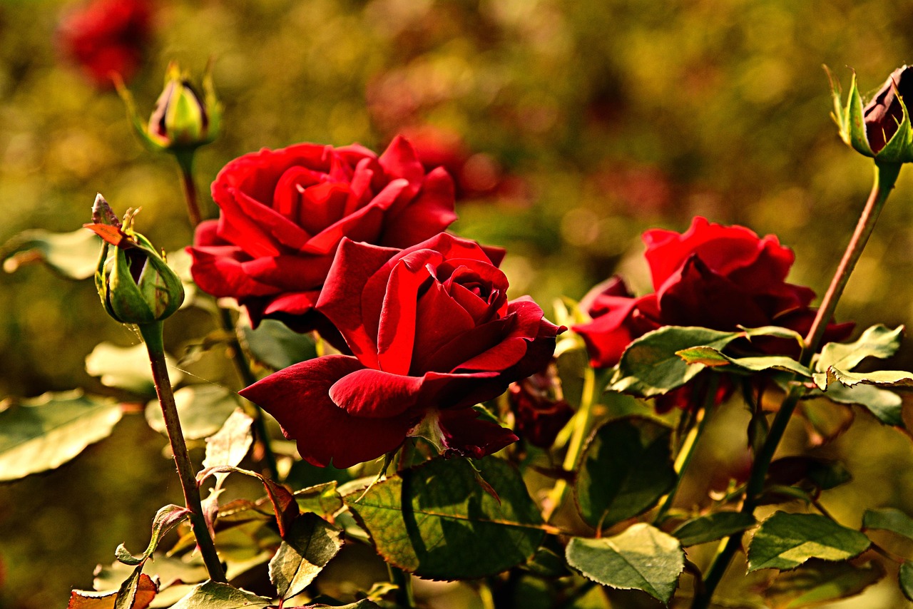Rose verdi e rigogliose in giardino, pronte a fiorire grazie a concime naturale.
